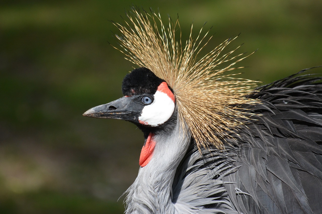 Image - bird animal birds nature peacock