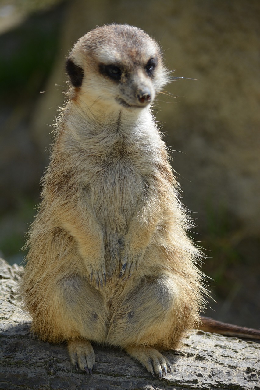 Image - meerkat animal guard cute vigilant