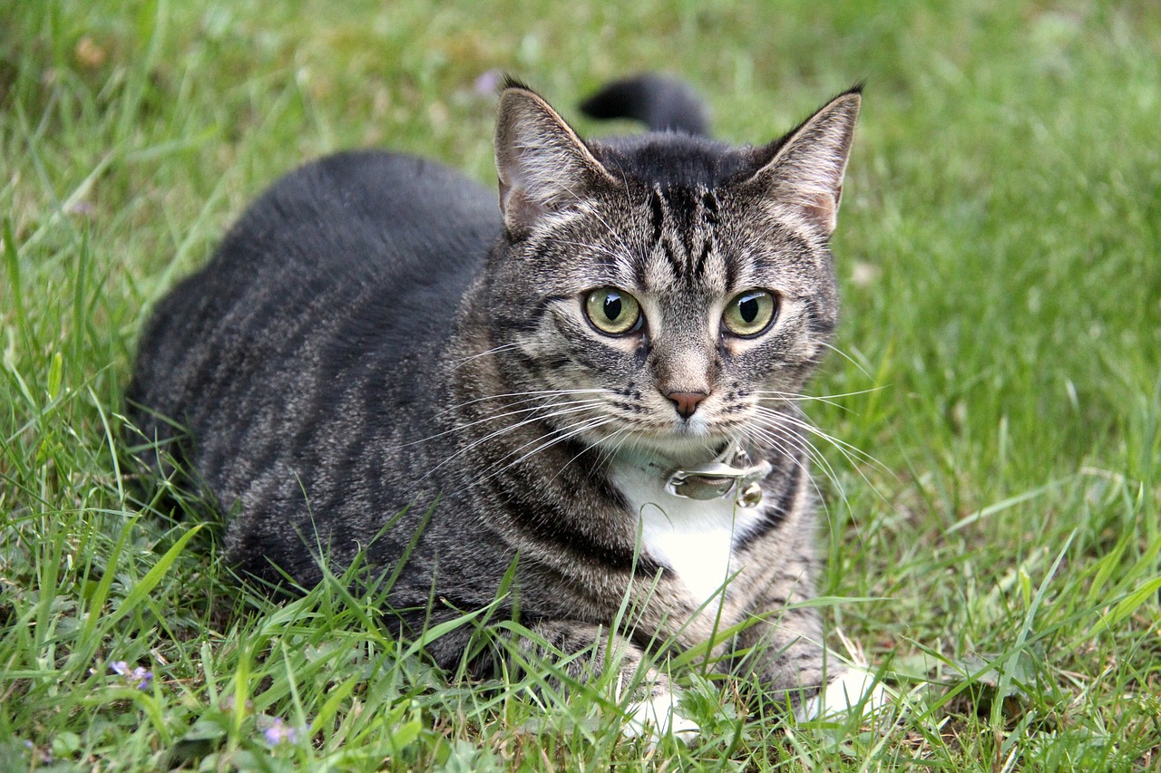 Image - cat pet animal cute domestic