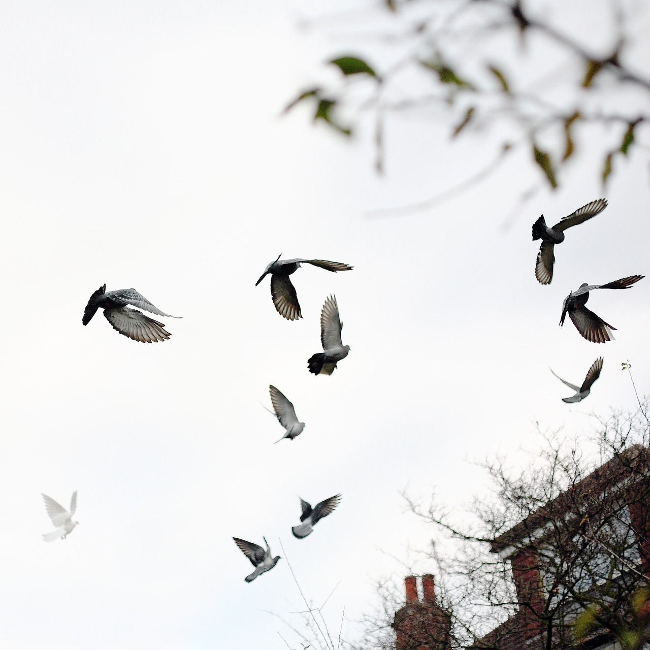 Image - pigeon dove bird flying animal