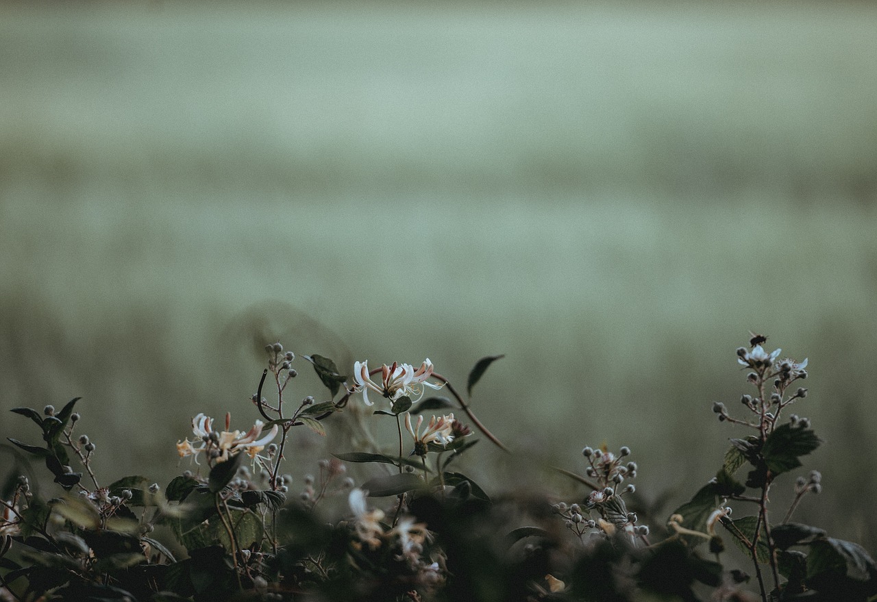 Image - green plants nature flower blur