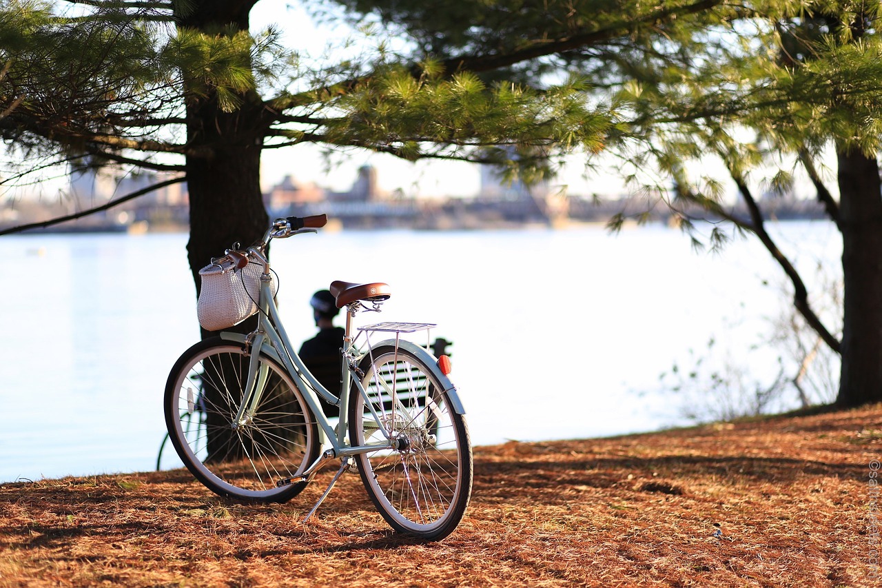 Image - bike bicycle travel outdoor tree