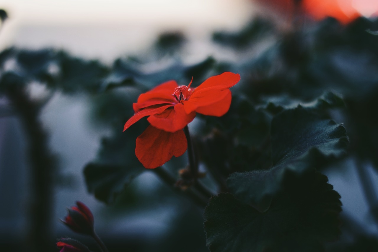 Image - red petal flower bloom green leaf