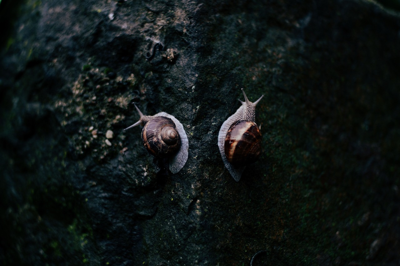 Image - rocks snail reptile animal outdoor