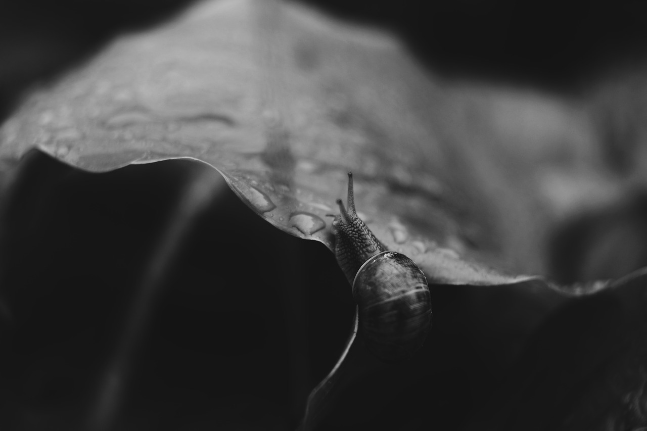 Image - leaf plant nature blur snail