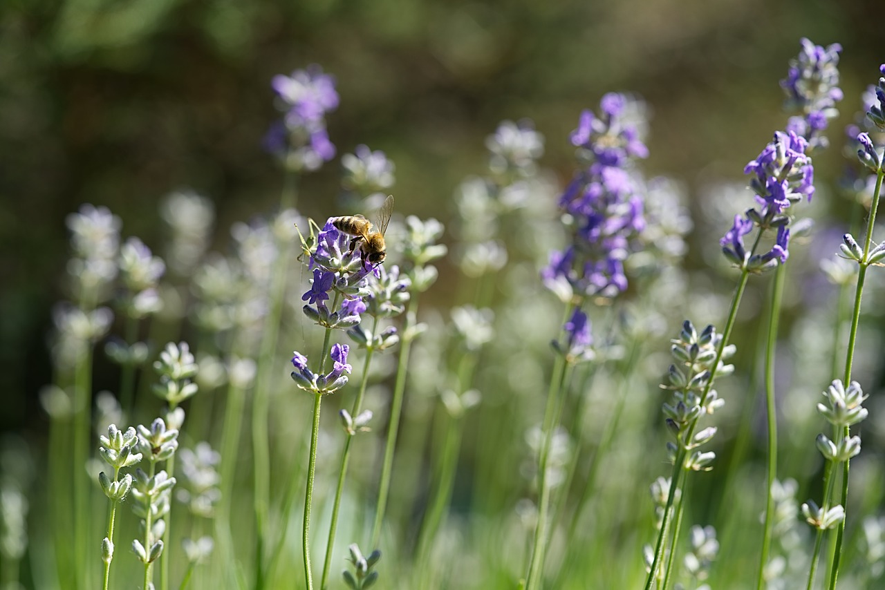 Image - lavender flower garden field farm