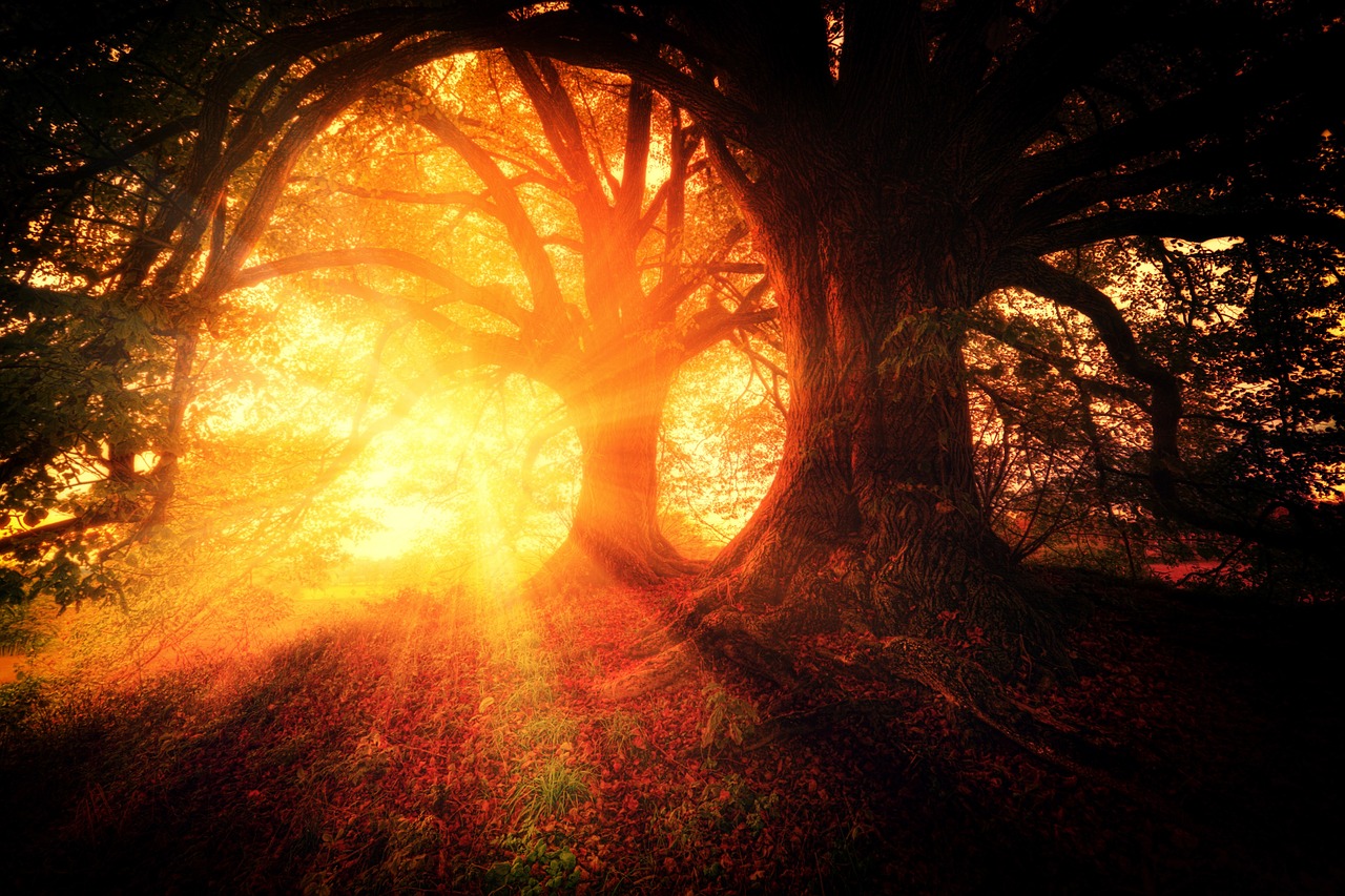 Image - trees plant nature forests sunrise