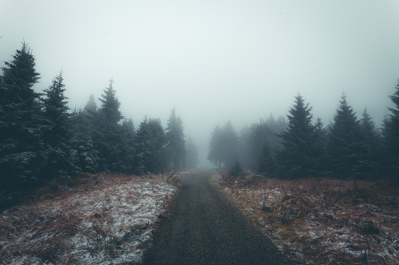 Image - pine trees forest plants nature