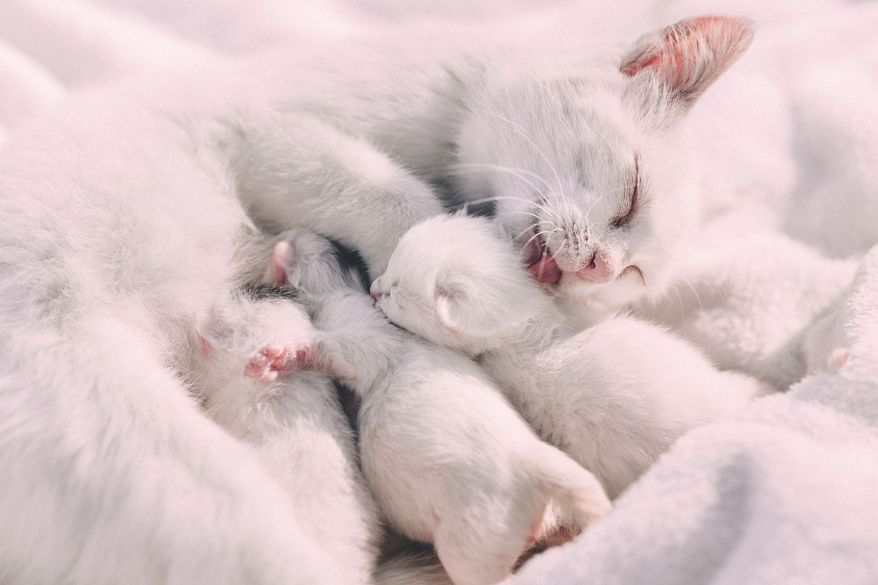 Image - white cat kitten animal feed