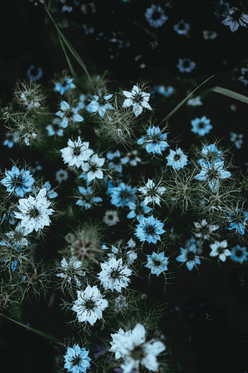 Image - flowers nature blossoms petals