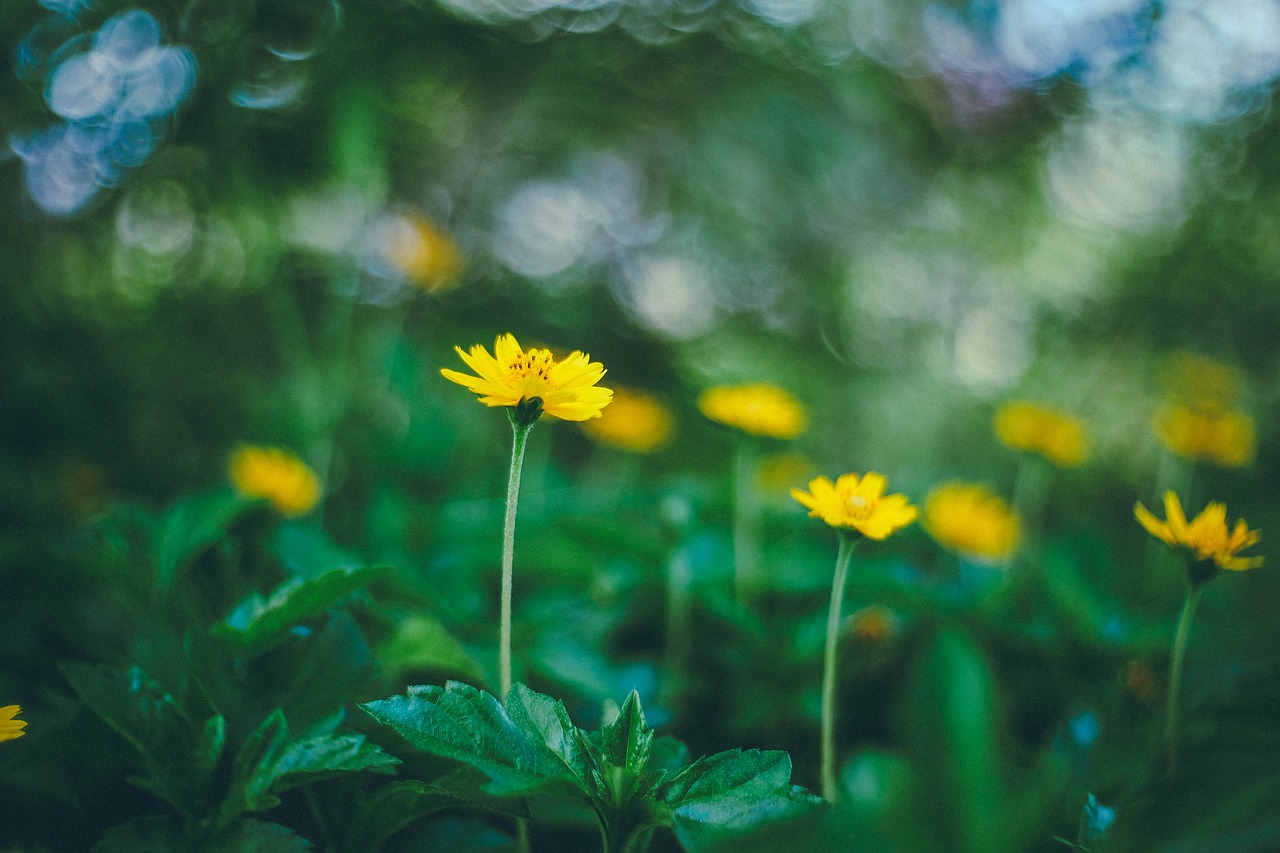Image - green leaf flowers bloom blossom