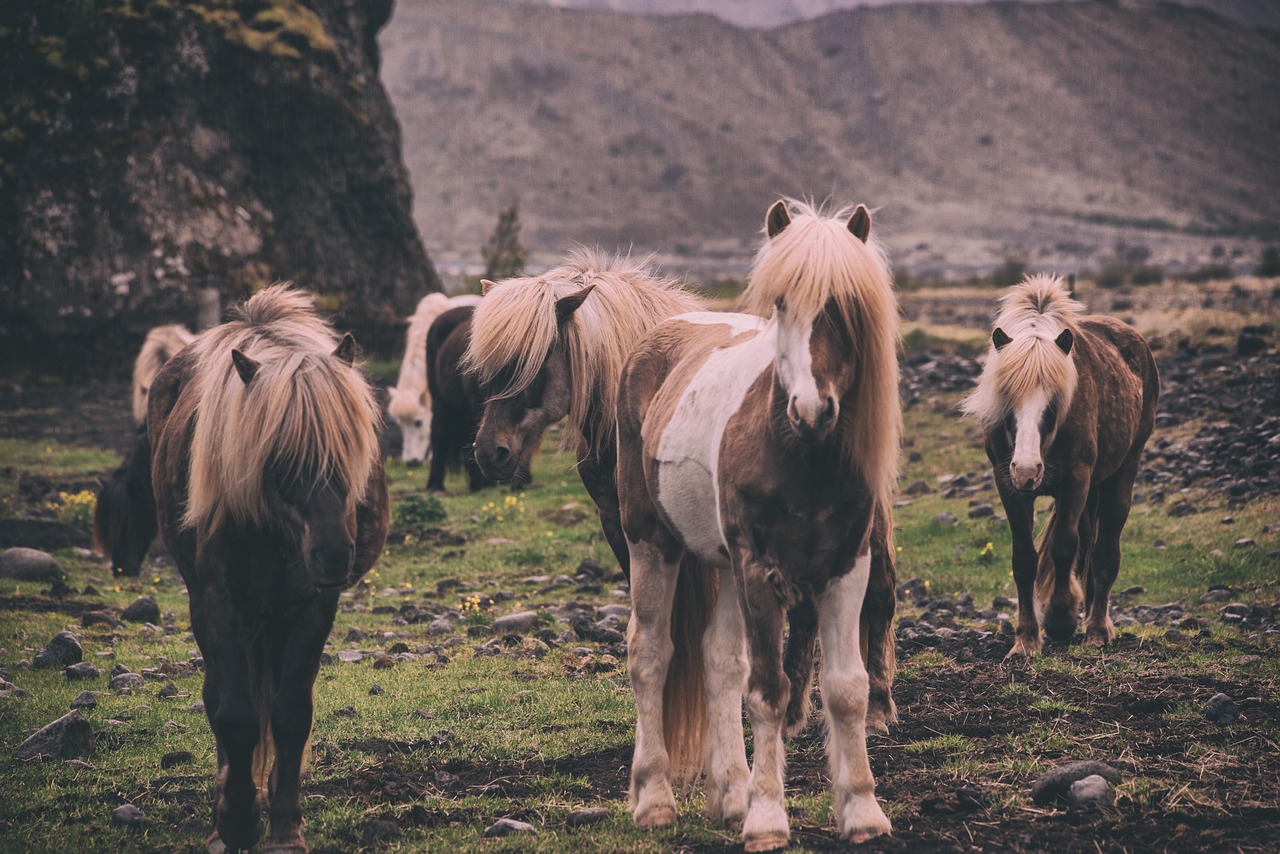 Image - horse animal herd field farm