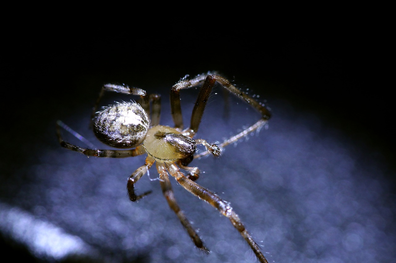 Image - spider insect macro animal nature