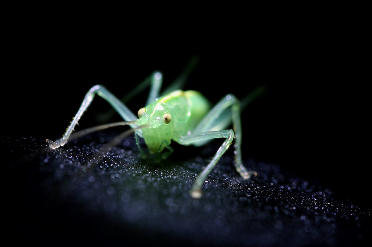 Image - insect green cricket small macro