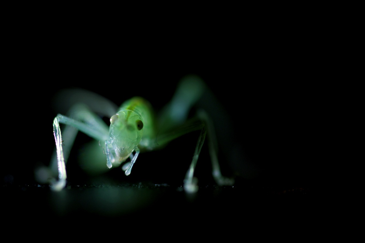 Image - insect green cricket small macro