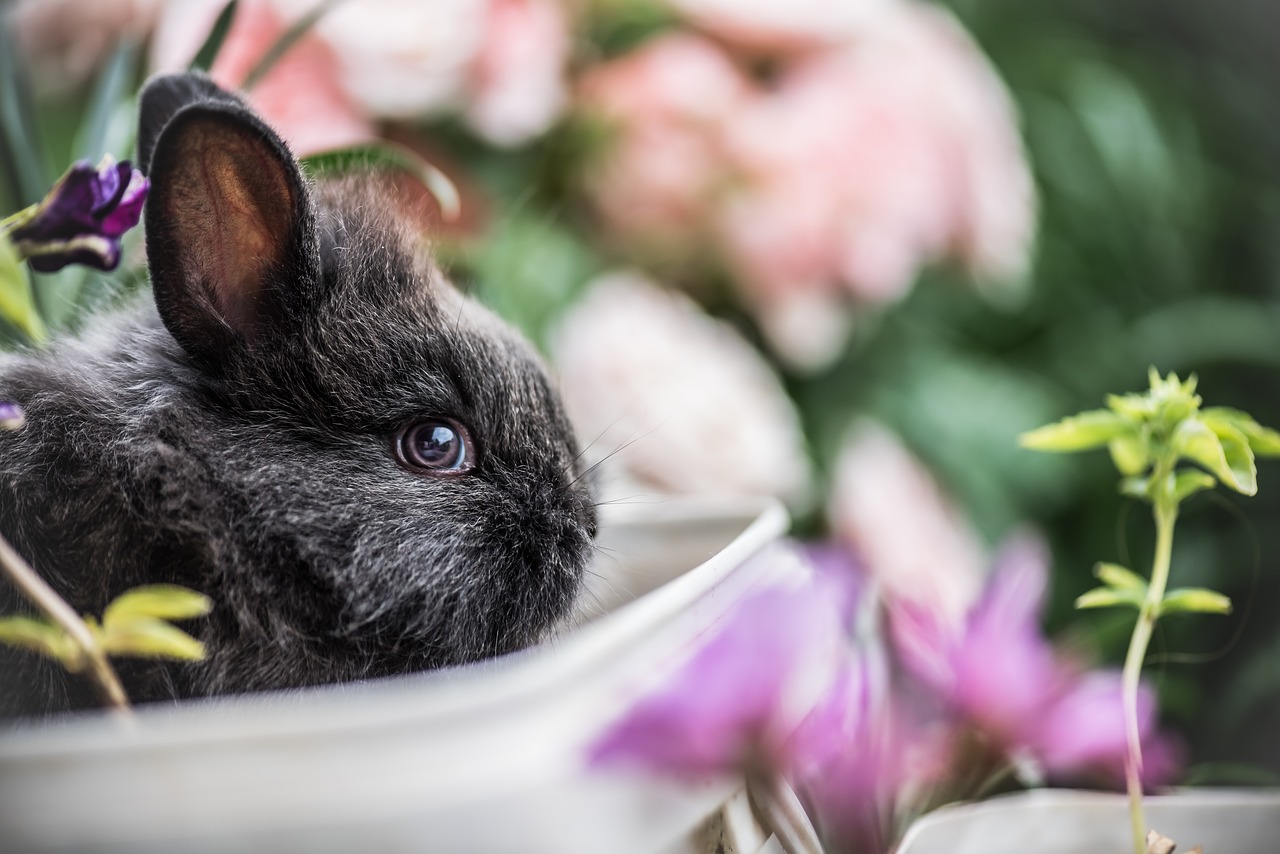 Image - rabbit pet animal flowers outside