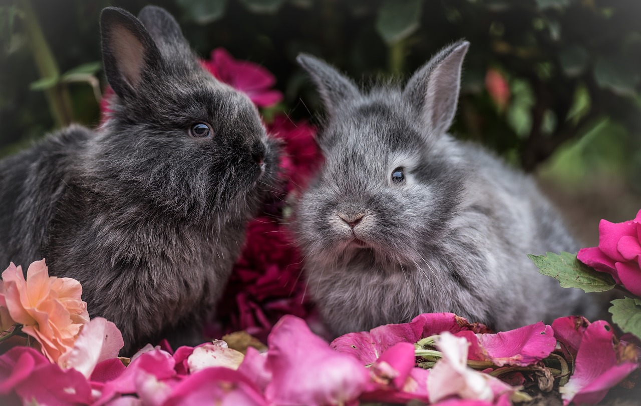 Image - rabbit pet animal flowers outside