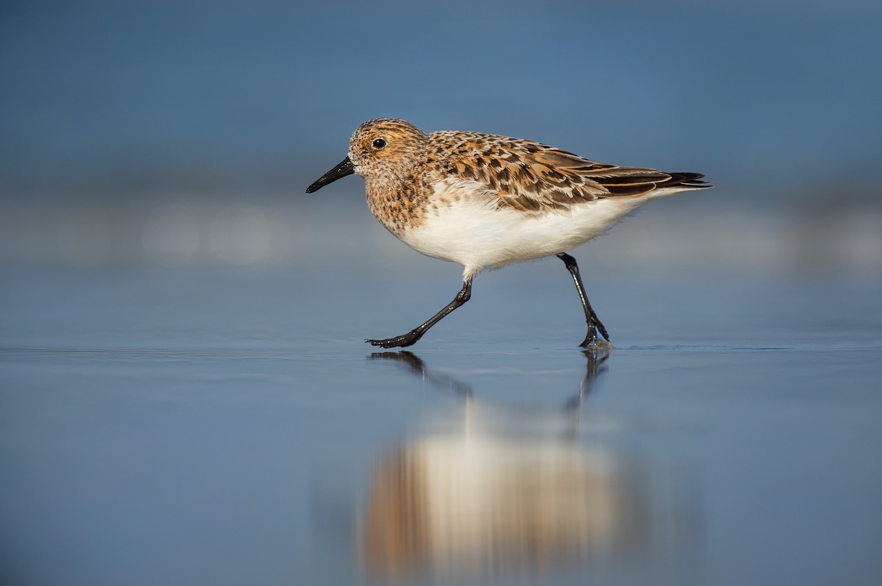 Image - bird animal pet reflection