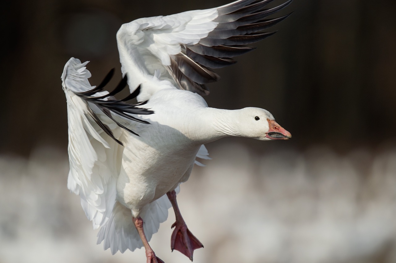 Image - snow goose bird flying animal