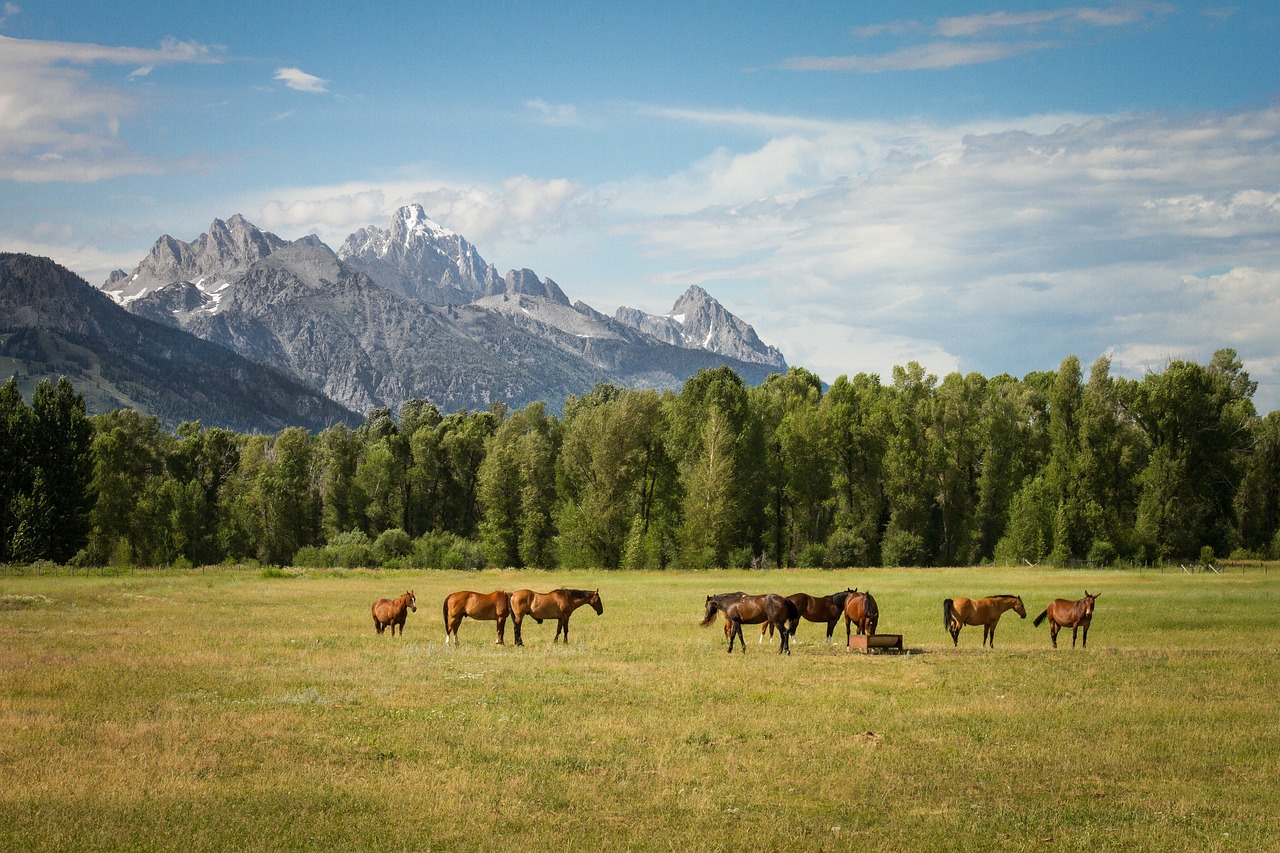Image - horse animal eating green grass