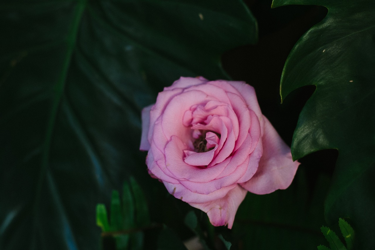 Image - dark green leaf plant rose pink