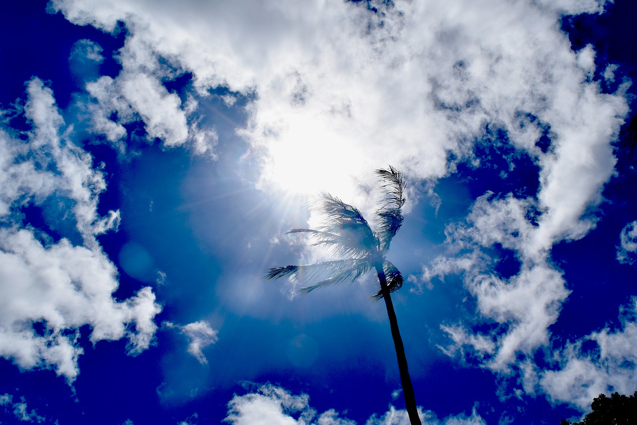 Image - sunny sky skies palm tree