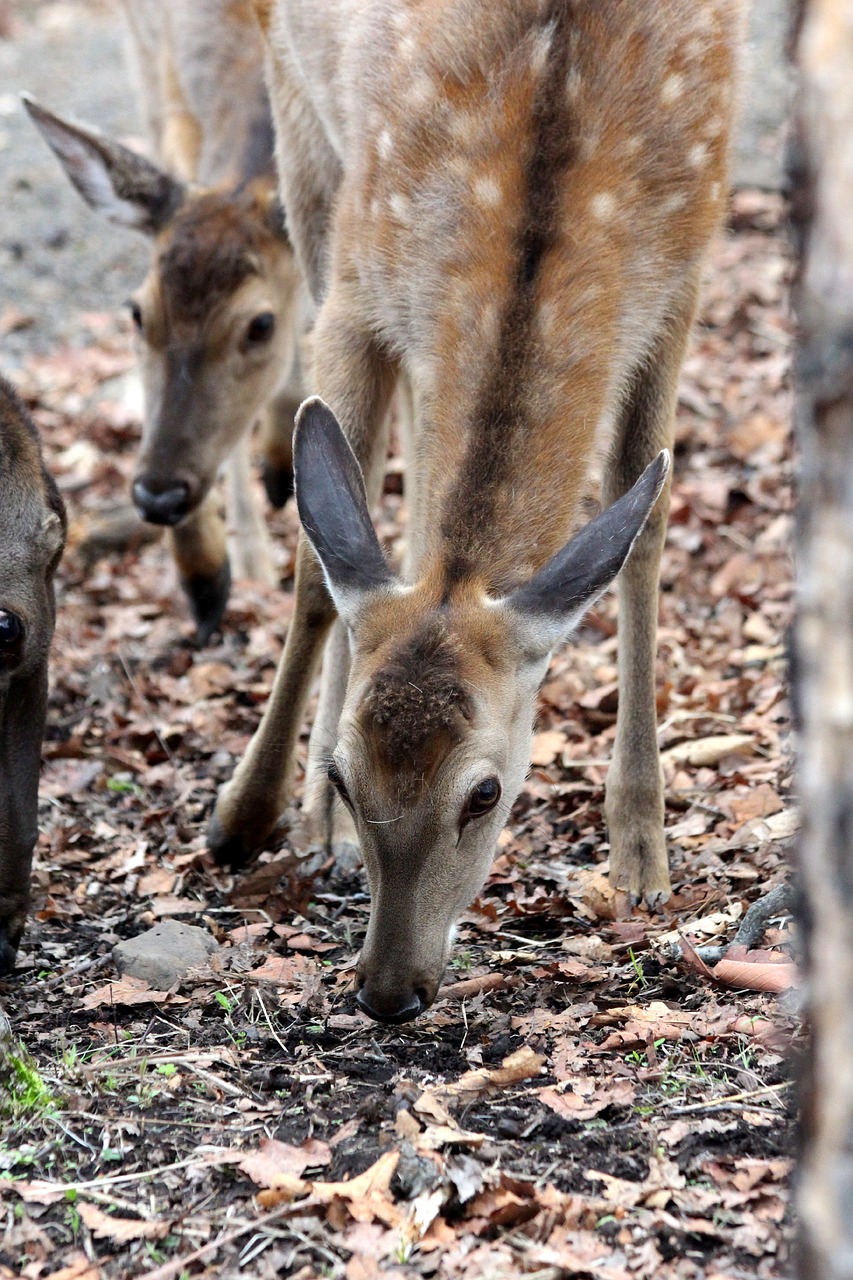 Image - spotted deer cervus nippon doe ovis