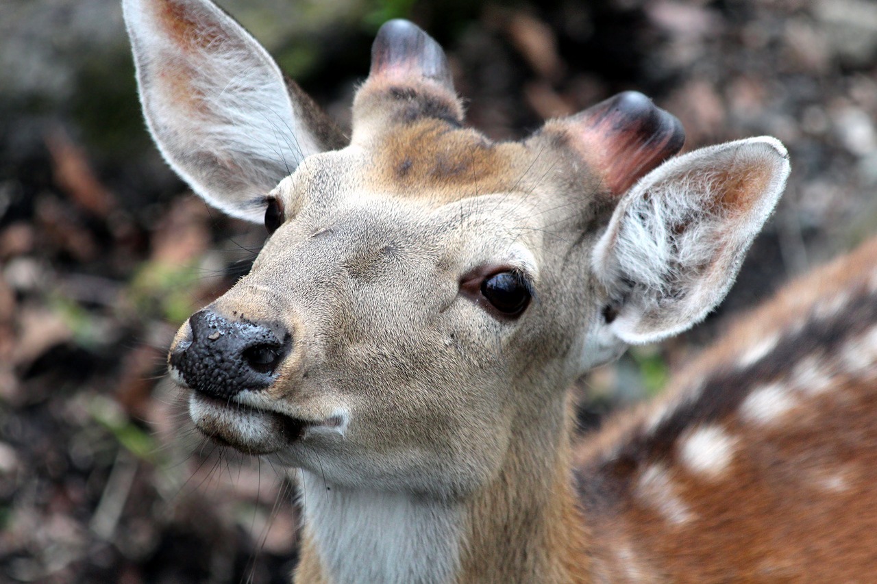 Image - spotted deer cervus nippon