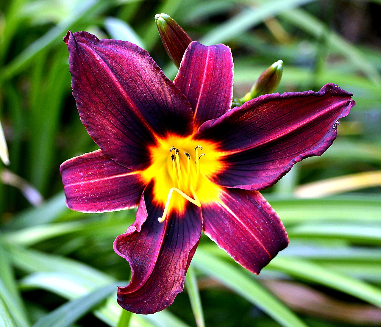 Image - hemerocallis blossom bloom daylily