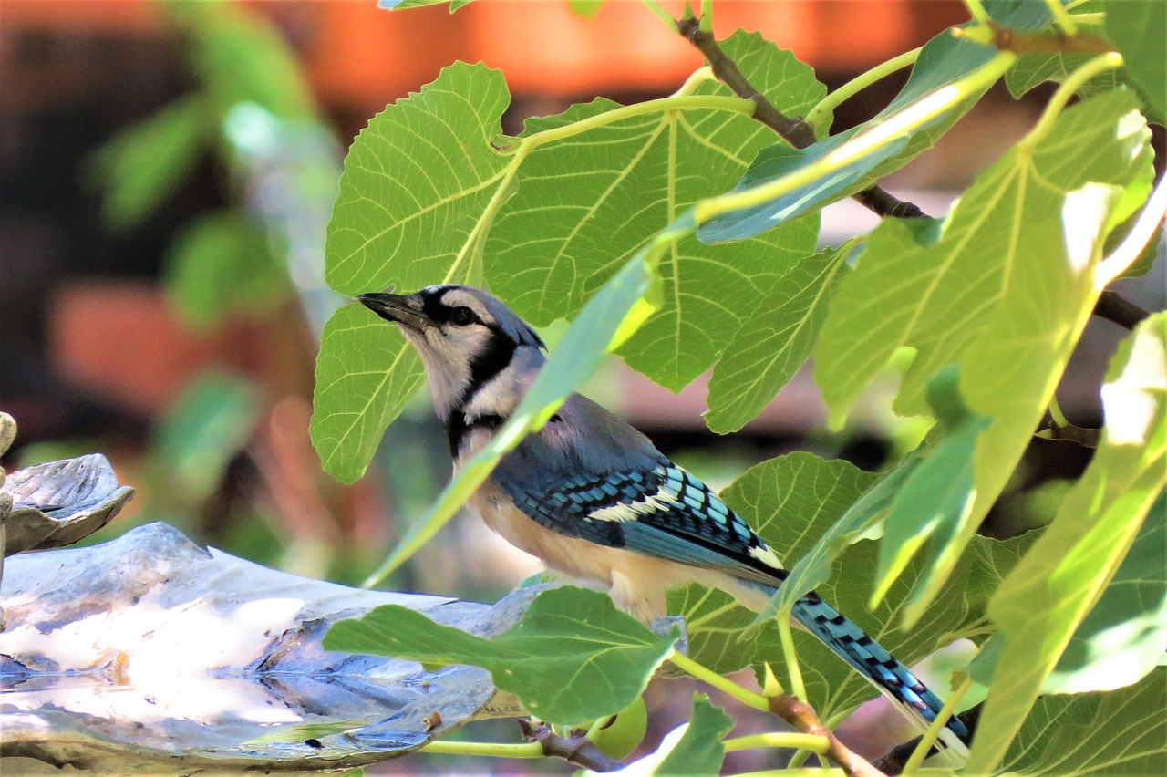 Image - bird blue and white blue jay