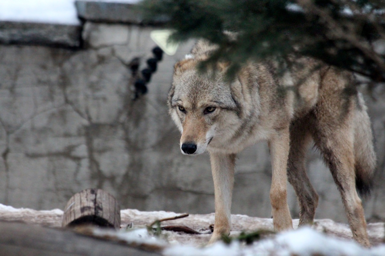 Image - gray wolf canis lupus ordinary wolf
