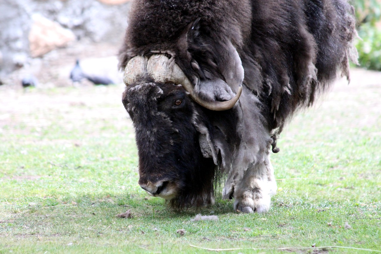 Image - musk ox ovibos moschatus ovis