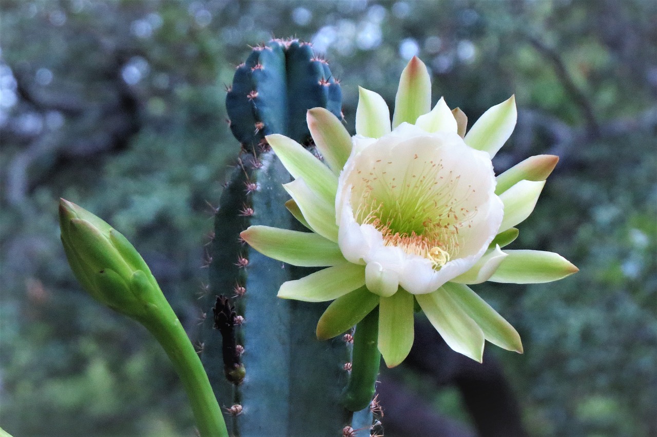 Image - flower cactus white natural