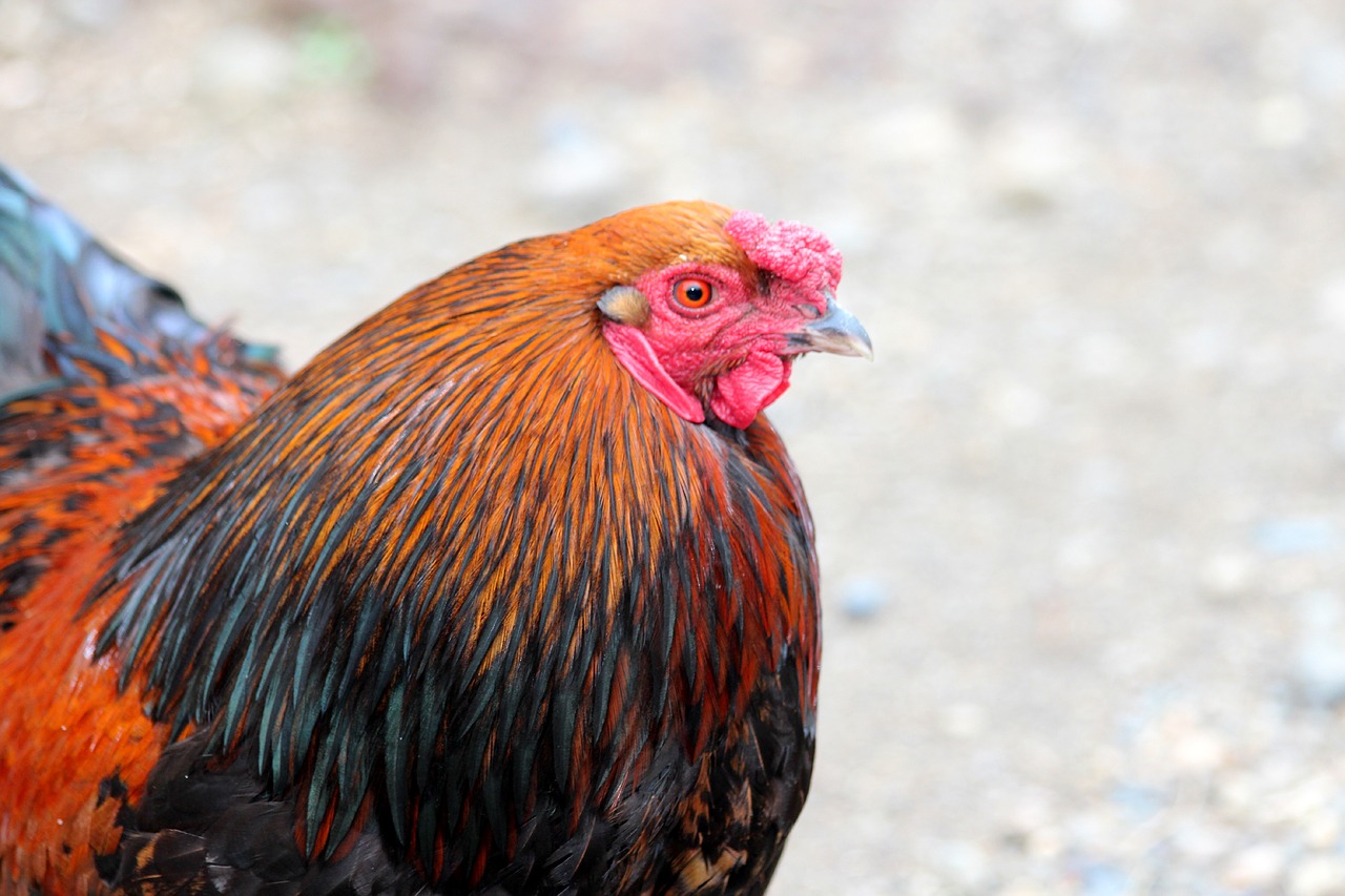 Image - cock poultry homemade cock village