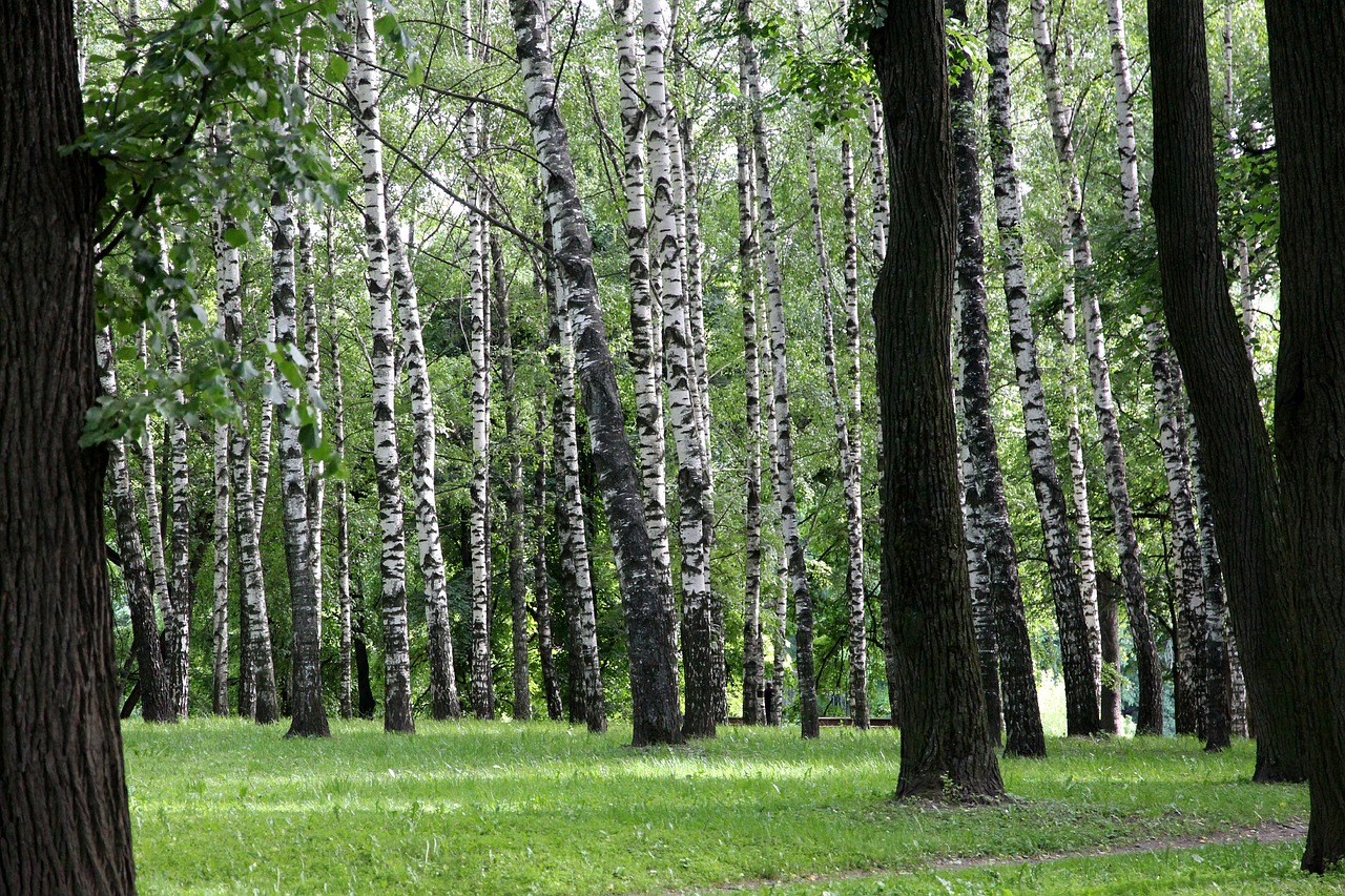 Image - birch summer birch forest nature