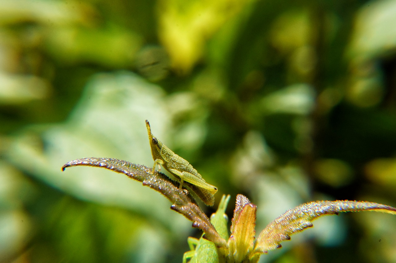 Image - insects macro microphotographing