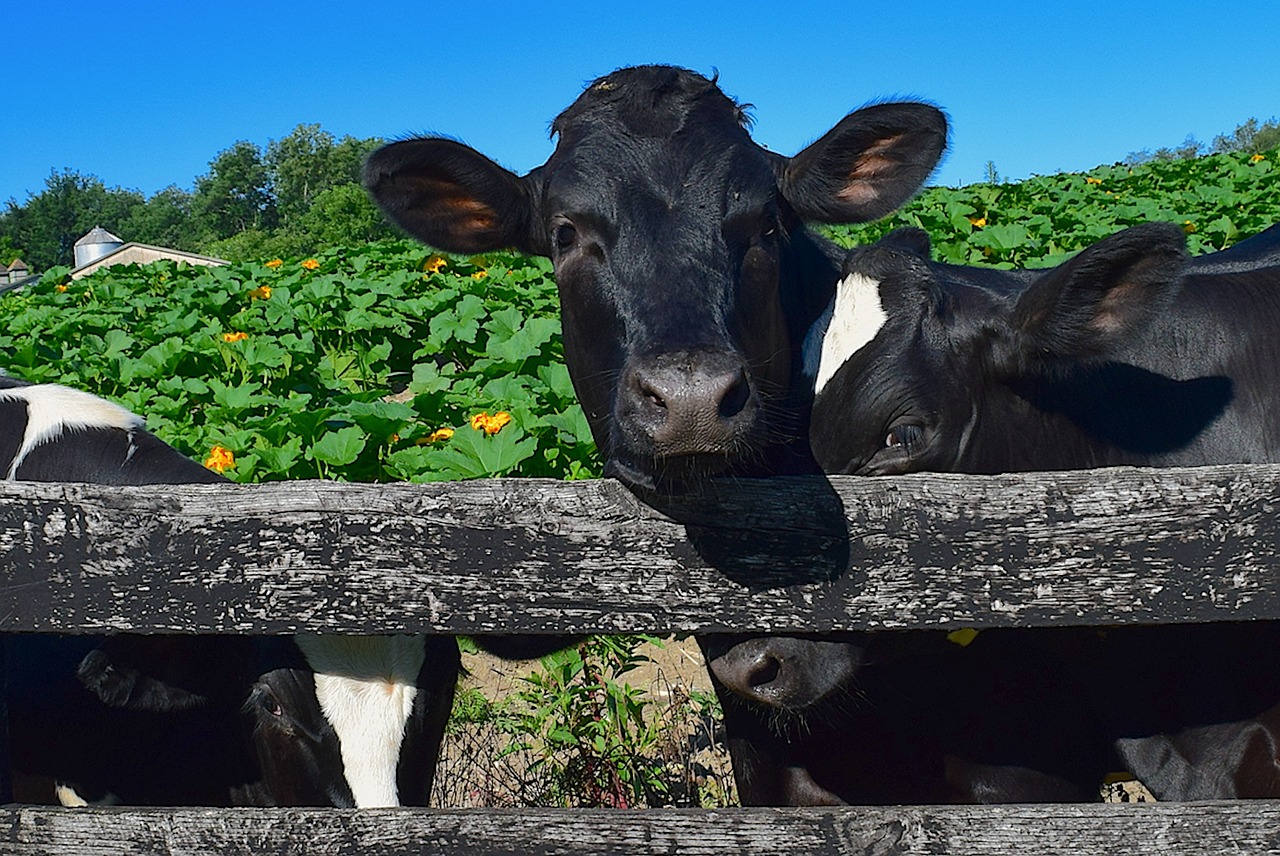 Image - cows fence farm holstein rural