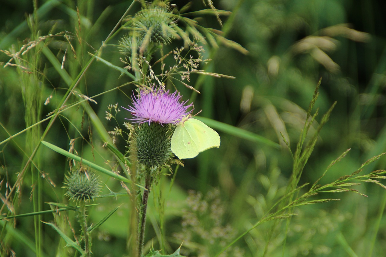 Image - butterfly gonepteryx rhamni animal