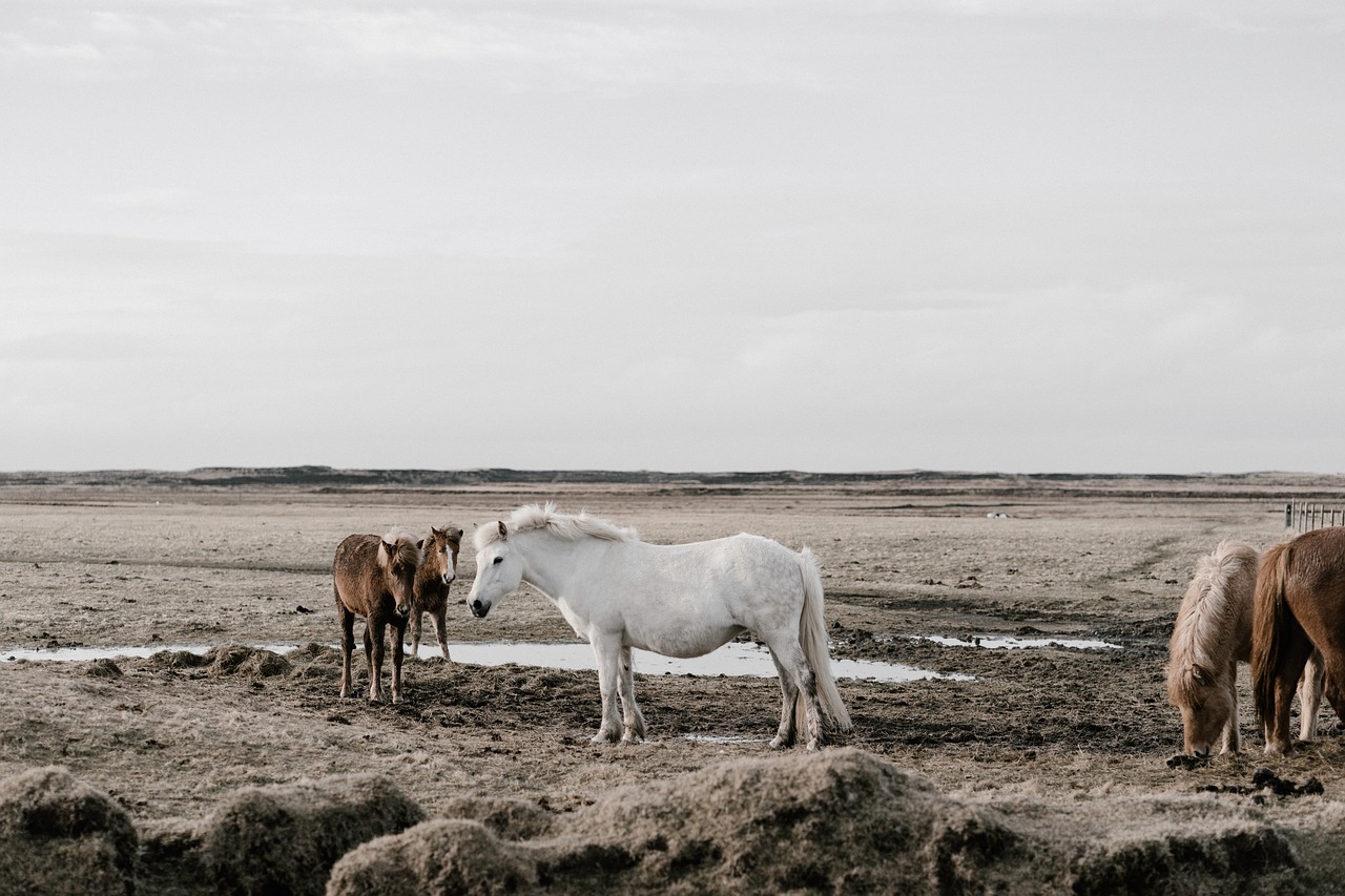 Image - horse animal herd field farm