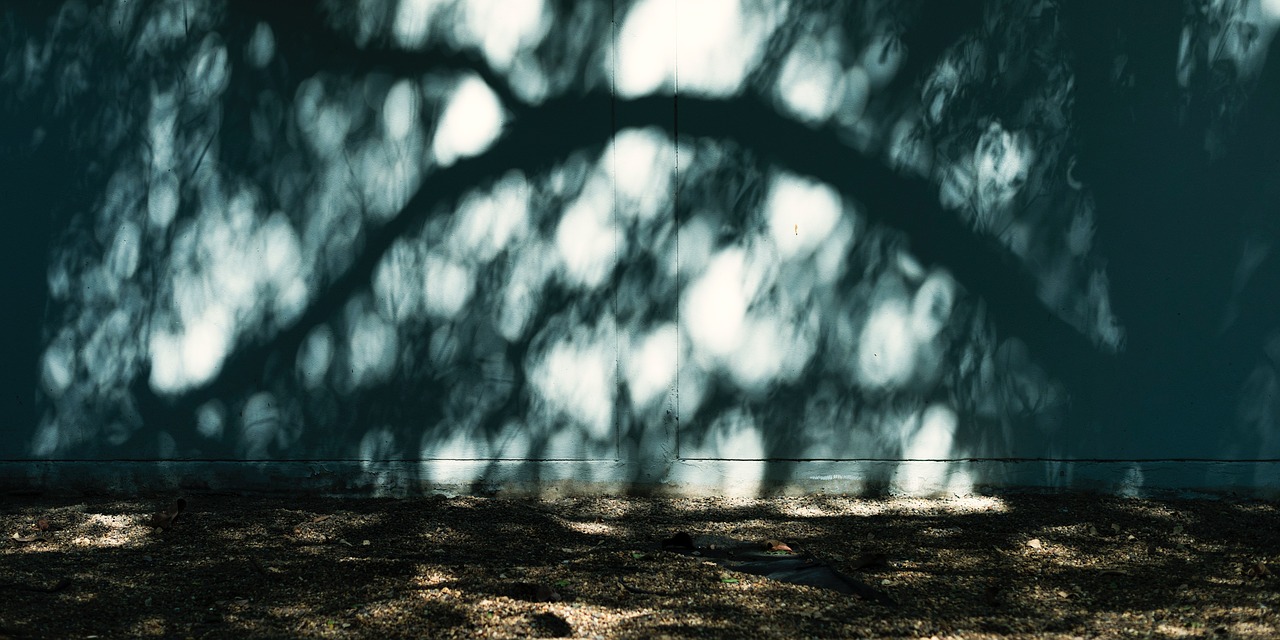 Image - concrete sunlight wall tree