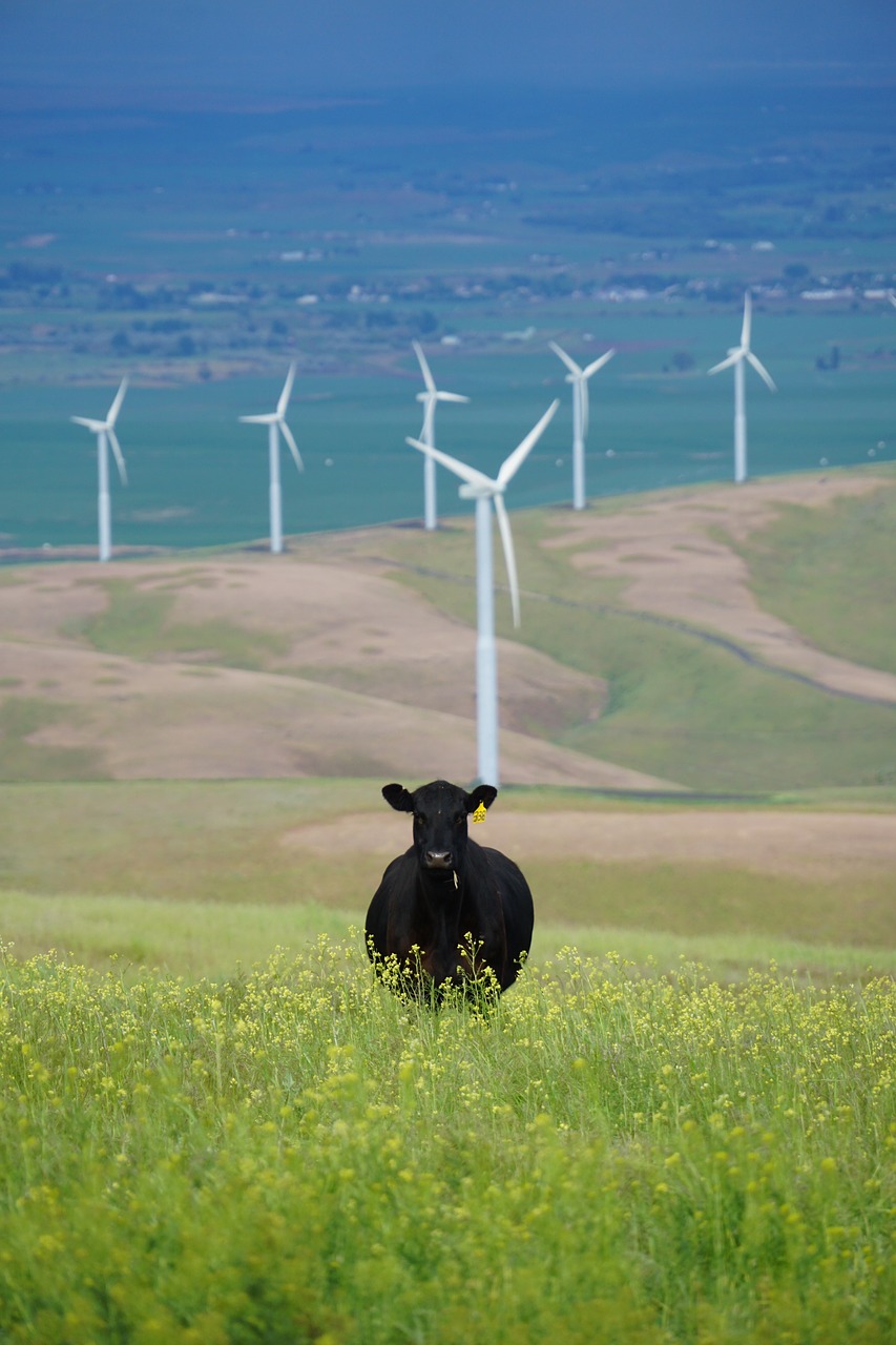 Image - green grass flowers cow cattle