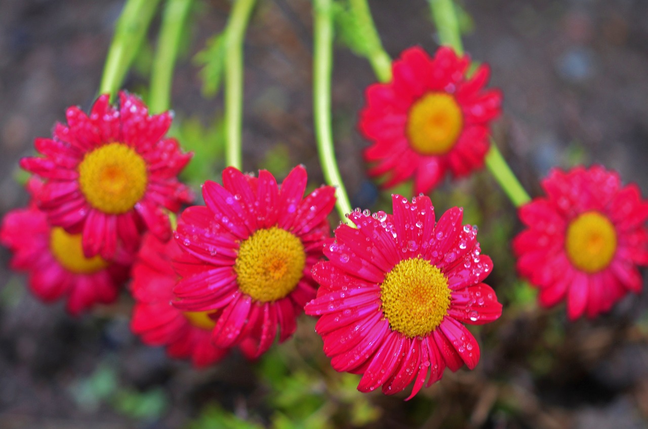 Image - flower natur drop rain rain drops