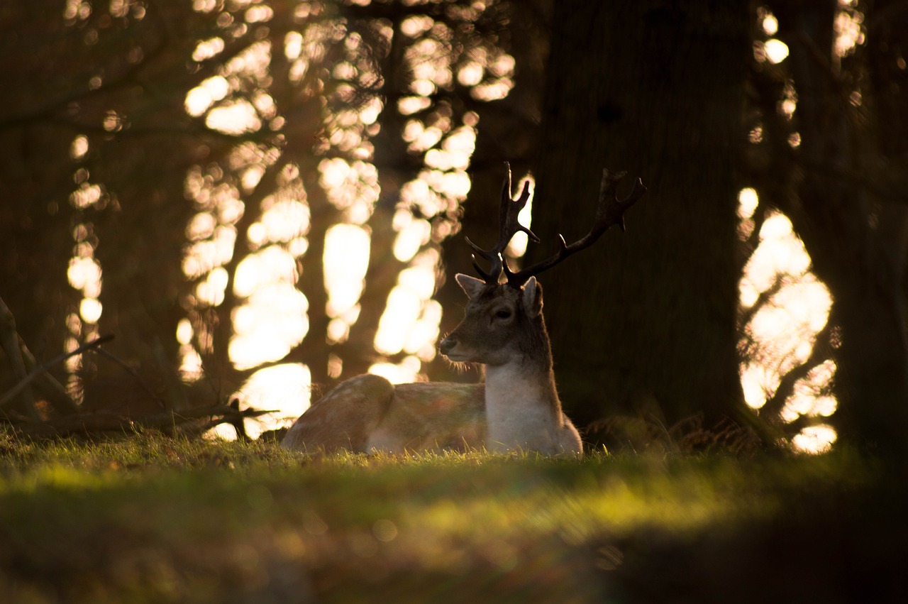 Image - deer animal horn wildlife forest