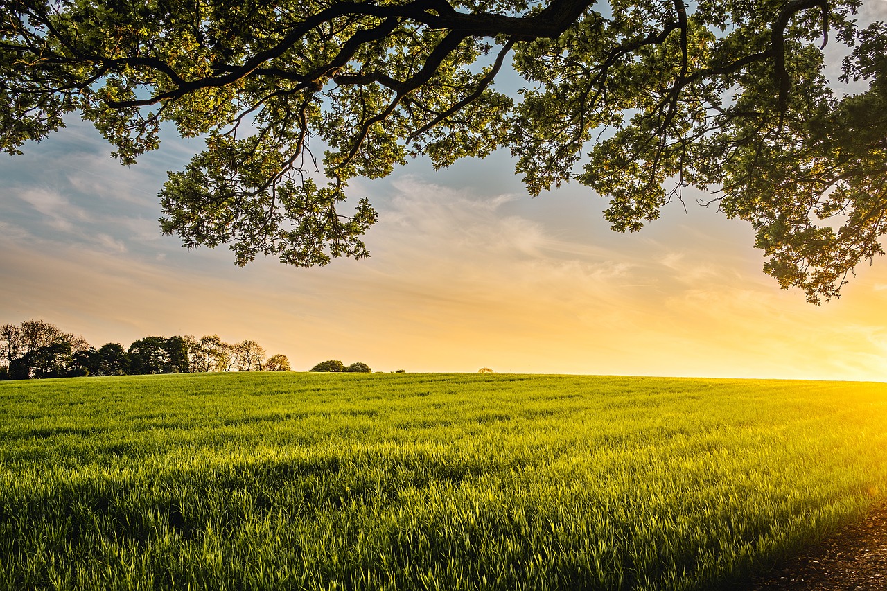 Image - green field crops agriculture farm