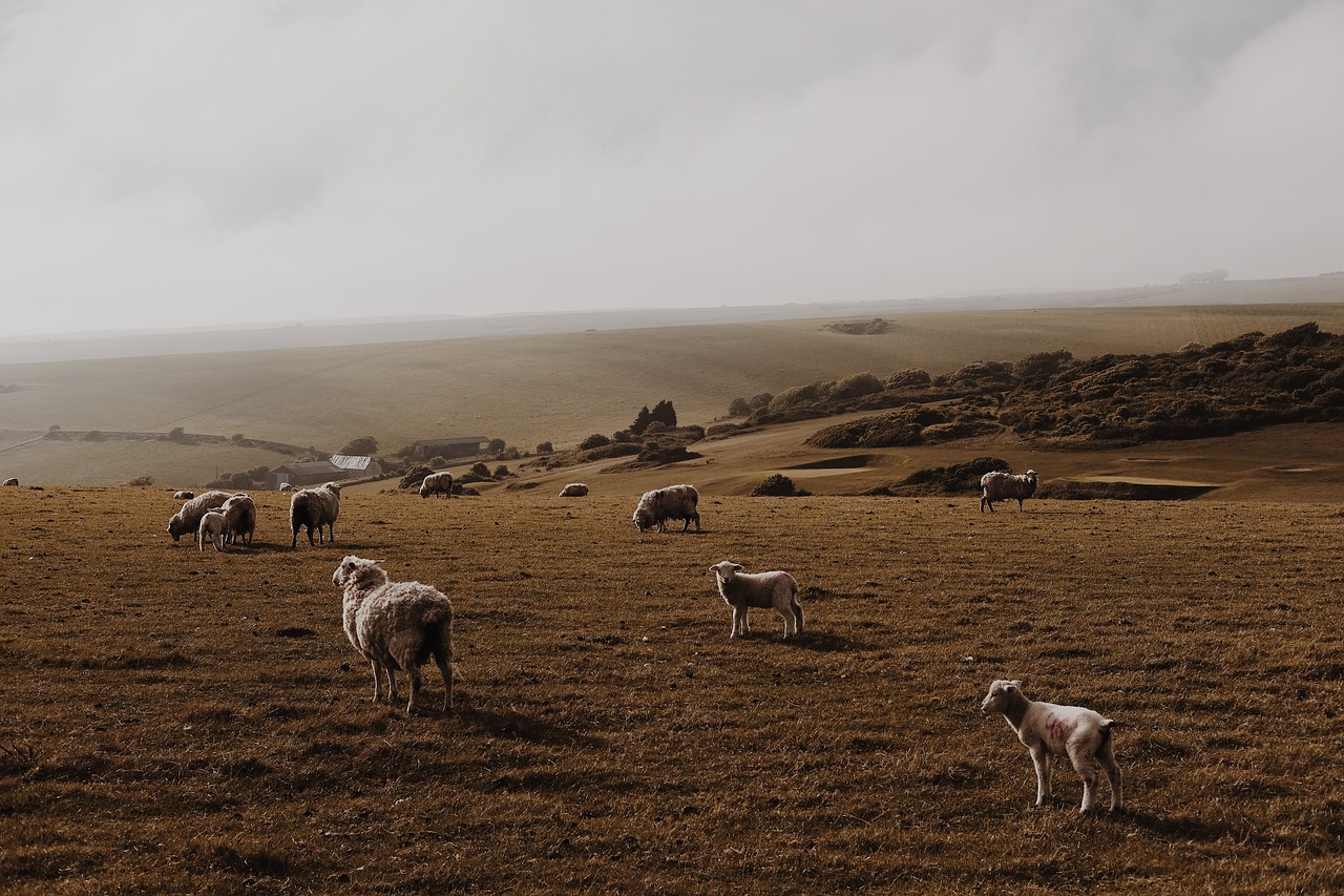 Image - sheep lamb ram pet animal herd