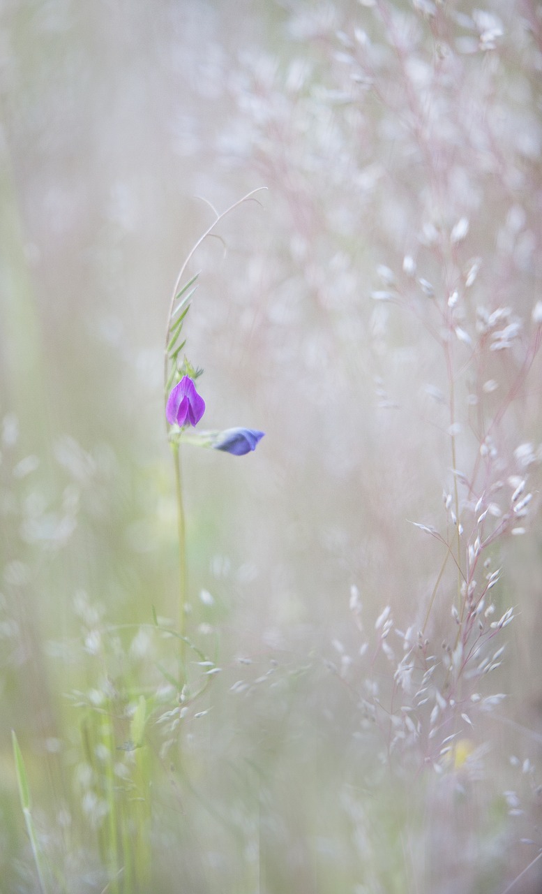 Image - nature macro flower spring