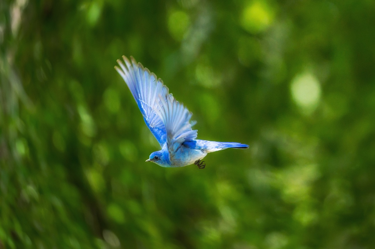 Image - blue bird animal flying nature