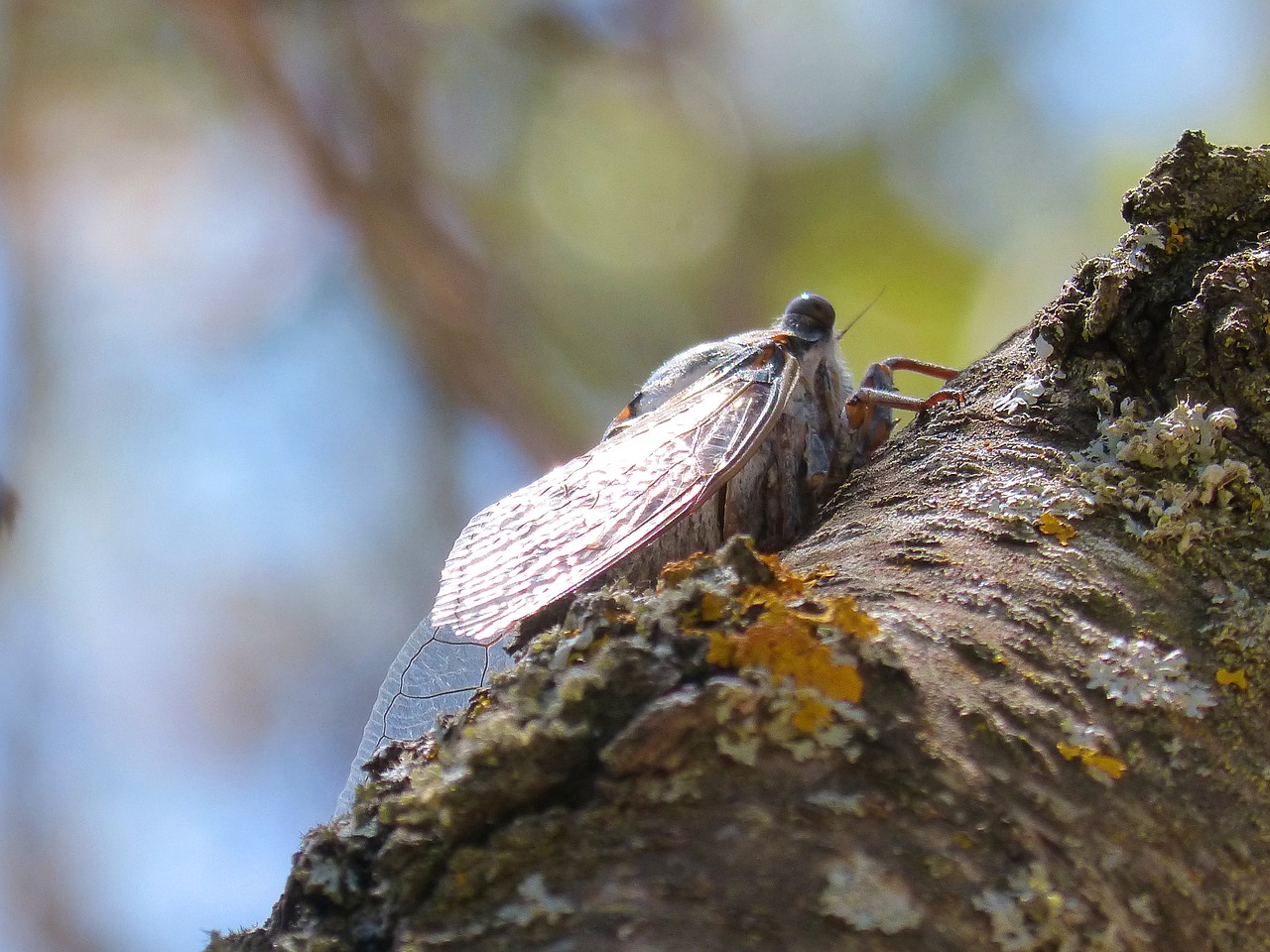 Image - cicada trunk summer cri cri