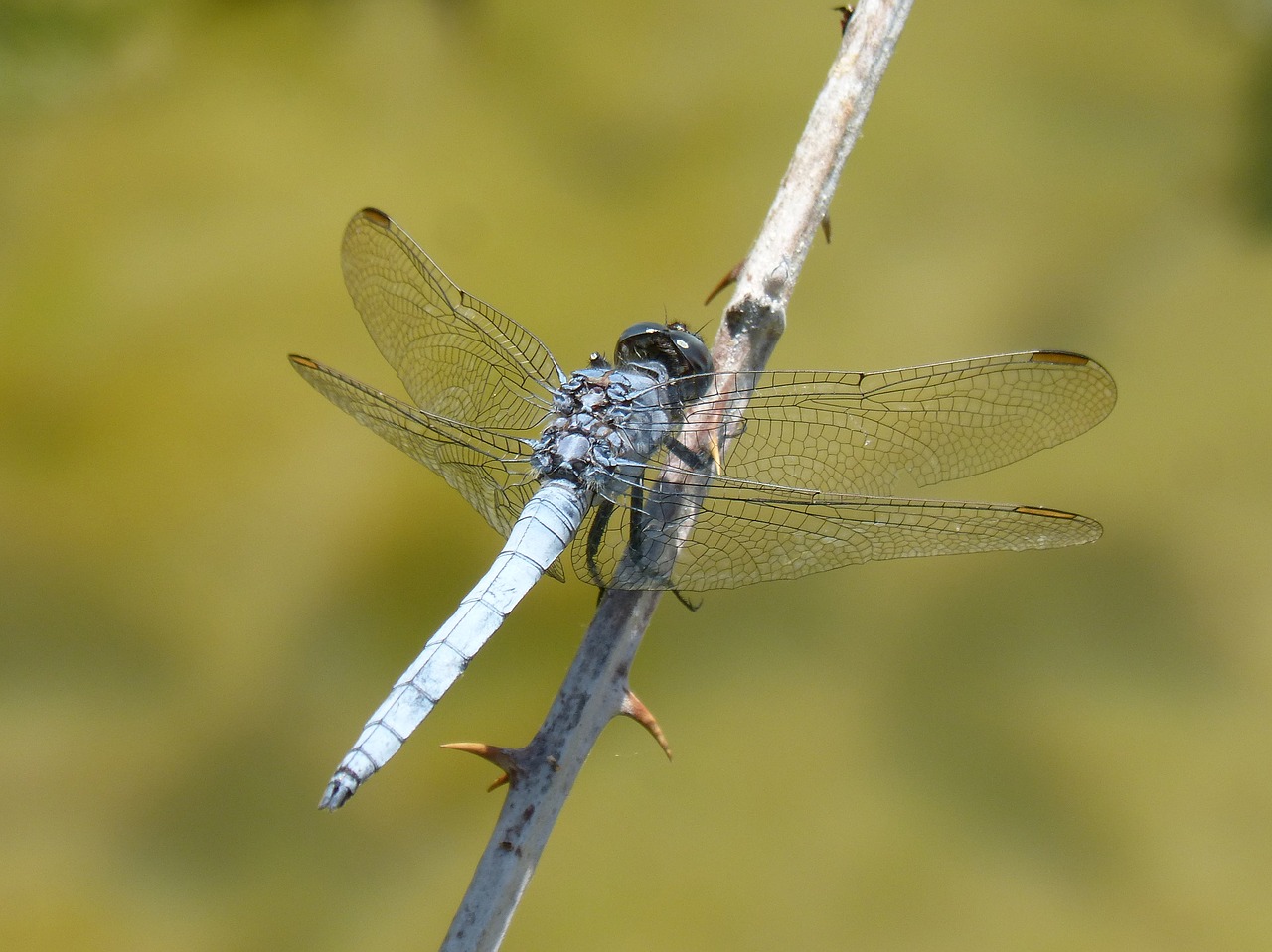 Image - blue dragonfly blackberry pond