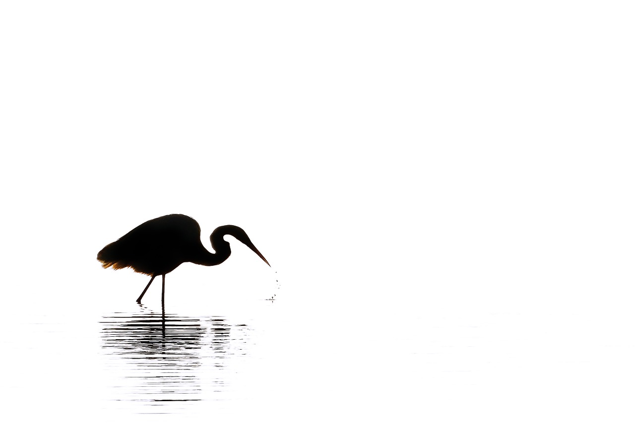 Image - egret silhouette black white bird